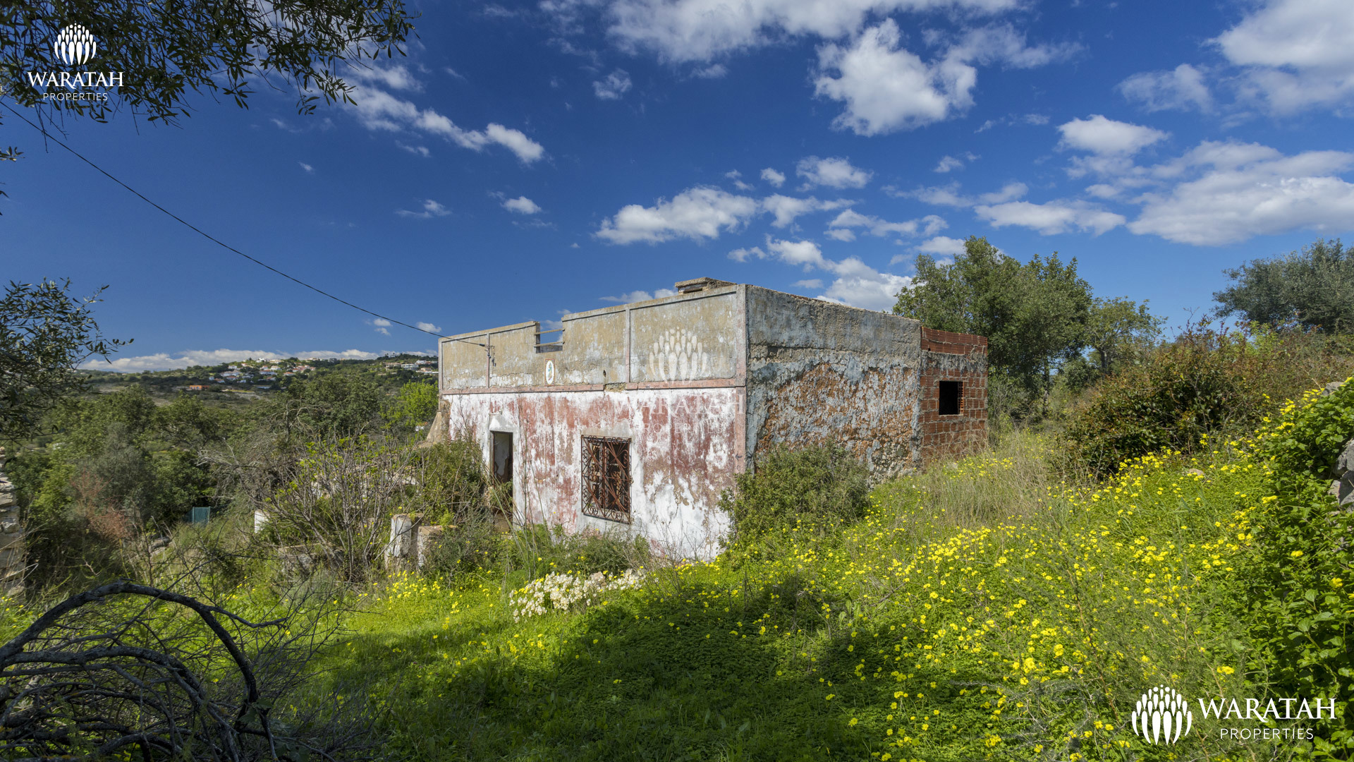 Plot Linaria WP (16 De 28)