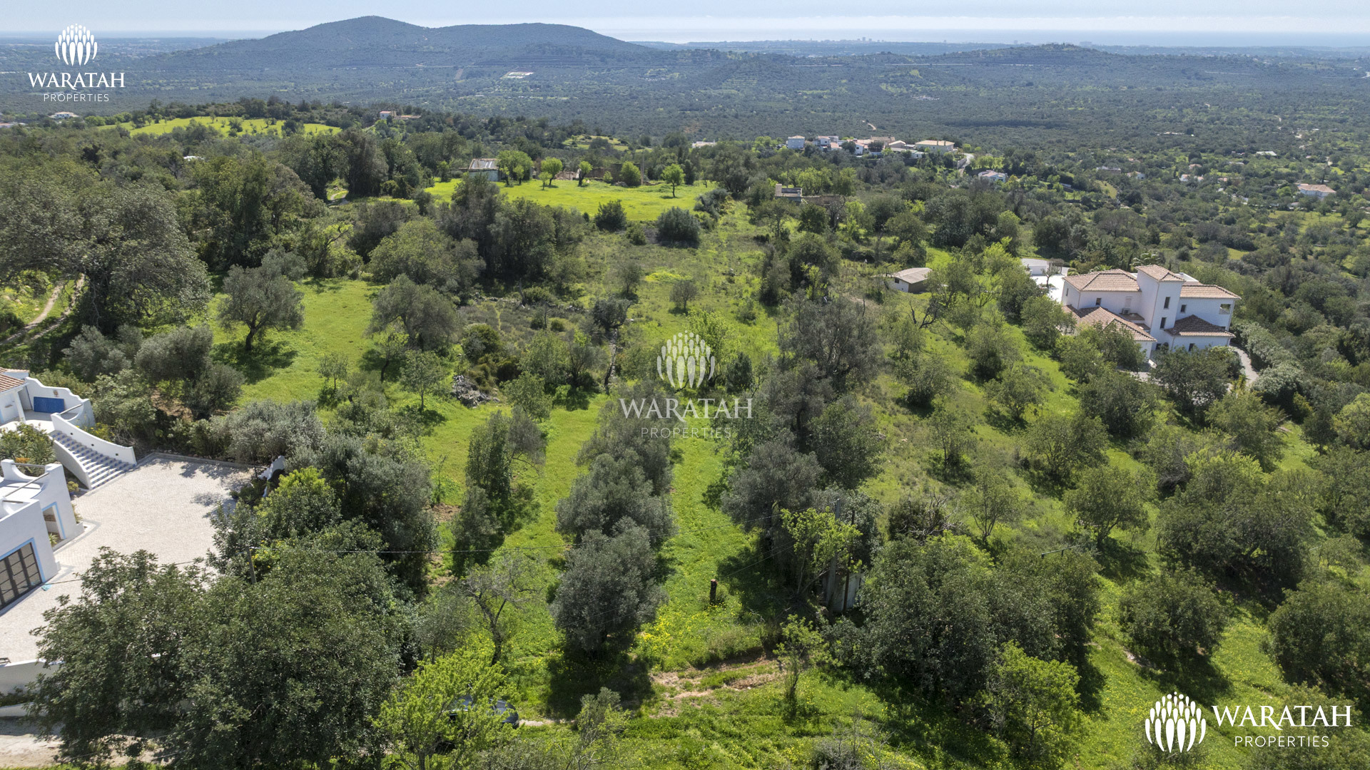 Plot Linaria WP (1 De 28)