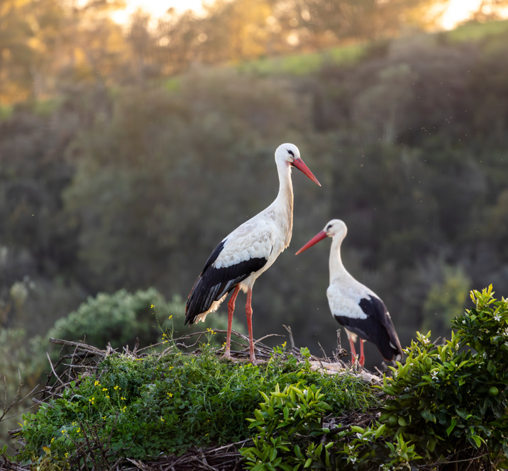 Adobestock 1446425352