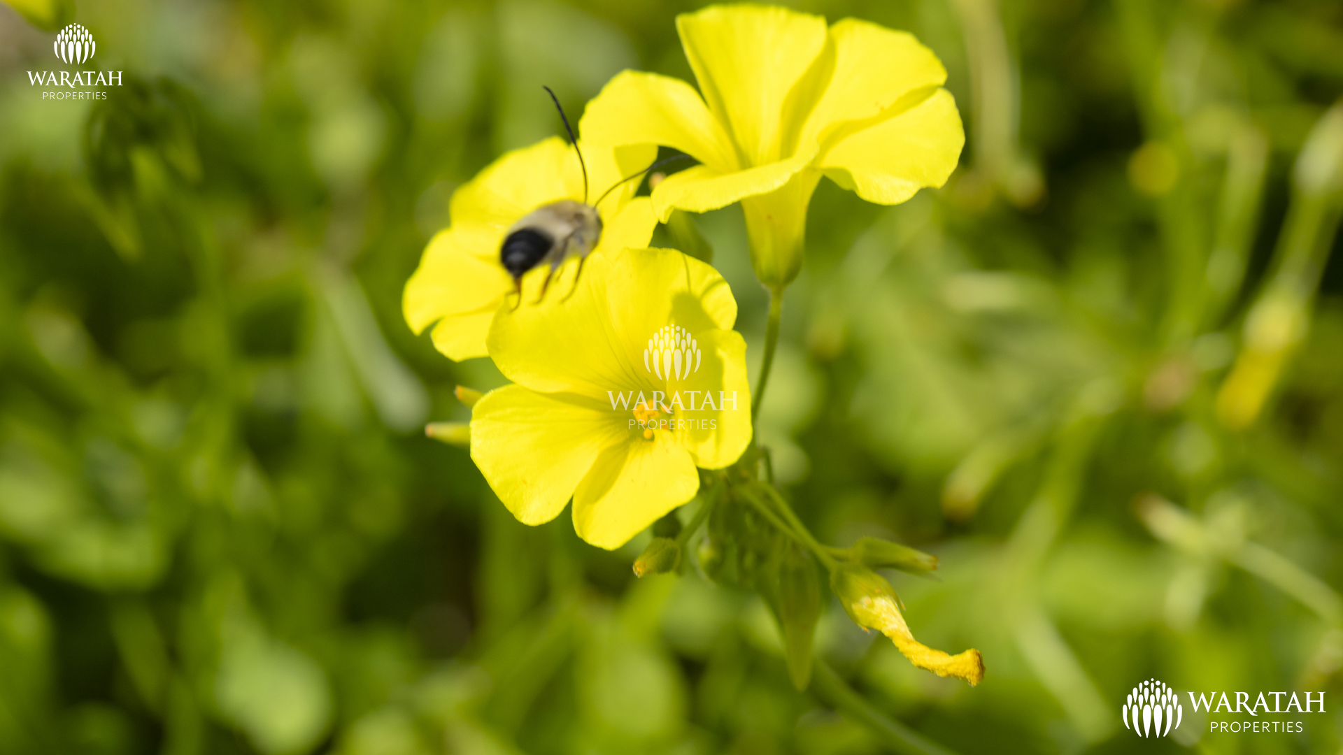 Plot Linaria WP (22 De 28)