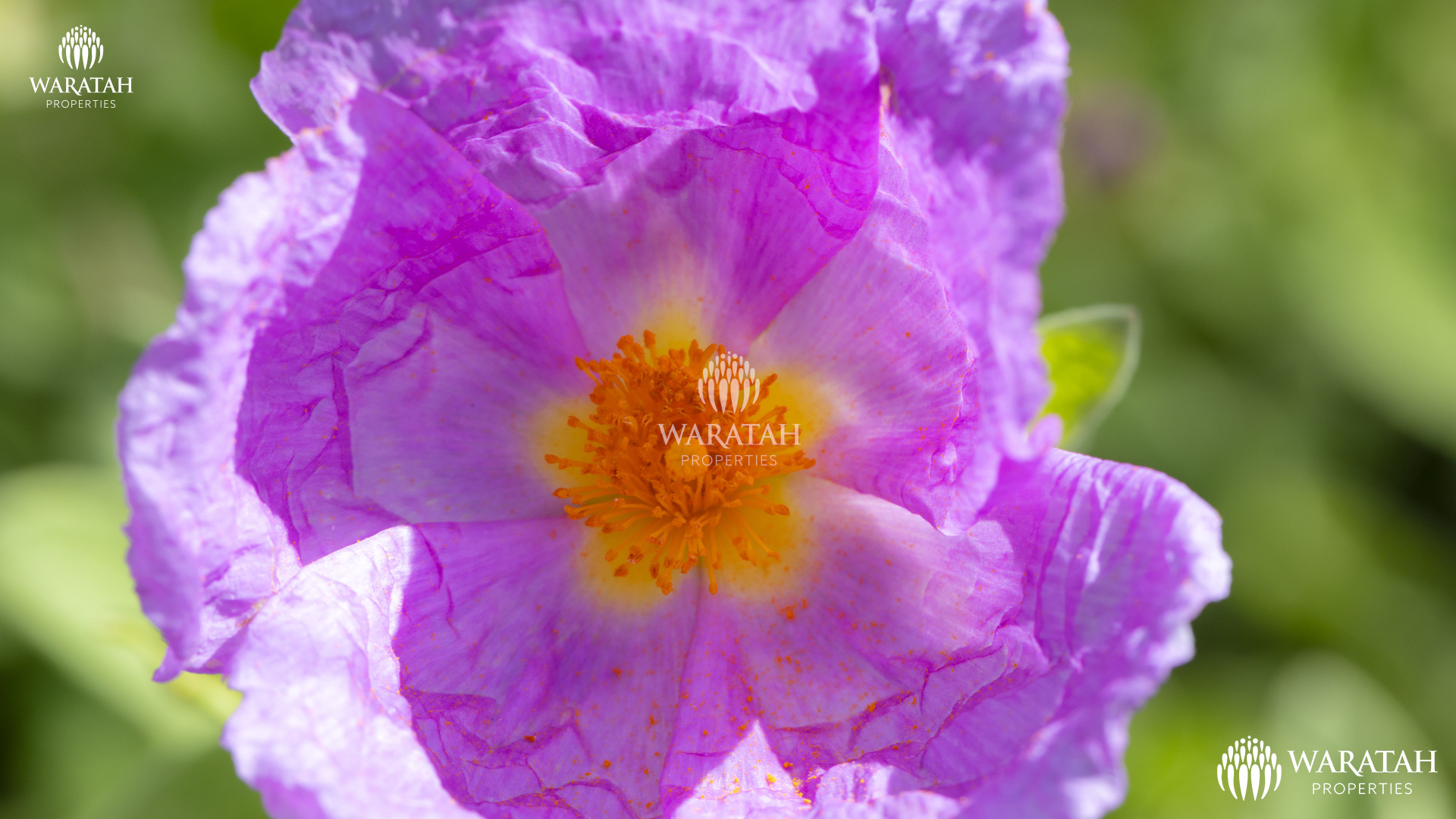 Plot Linaria WP (24 De 28)