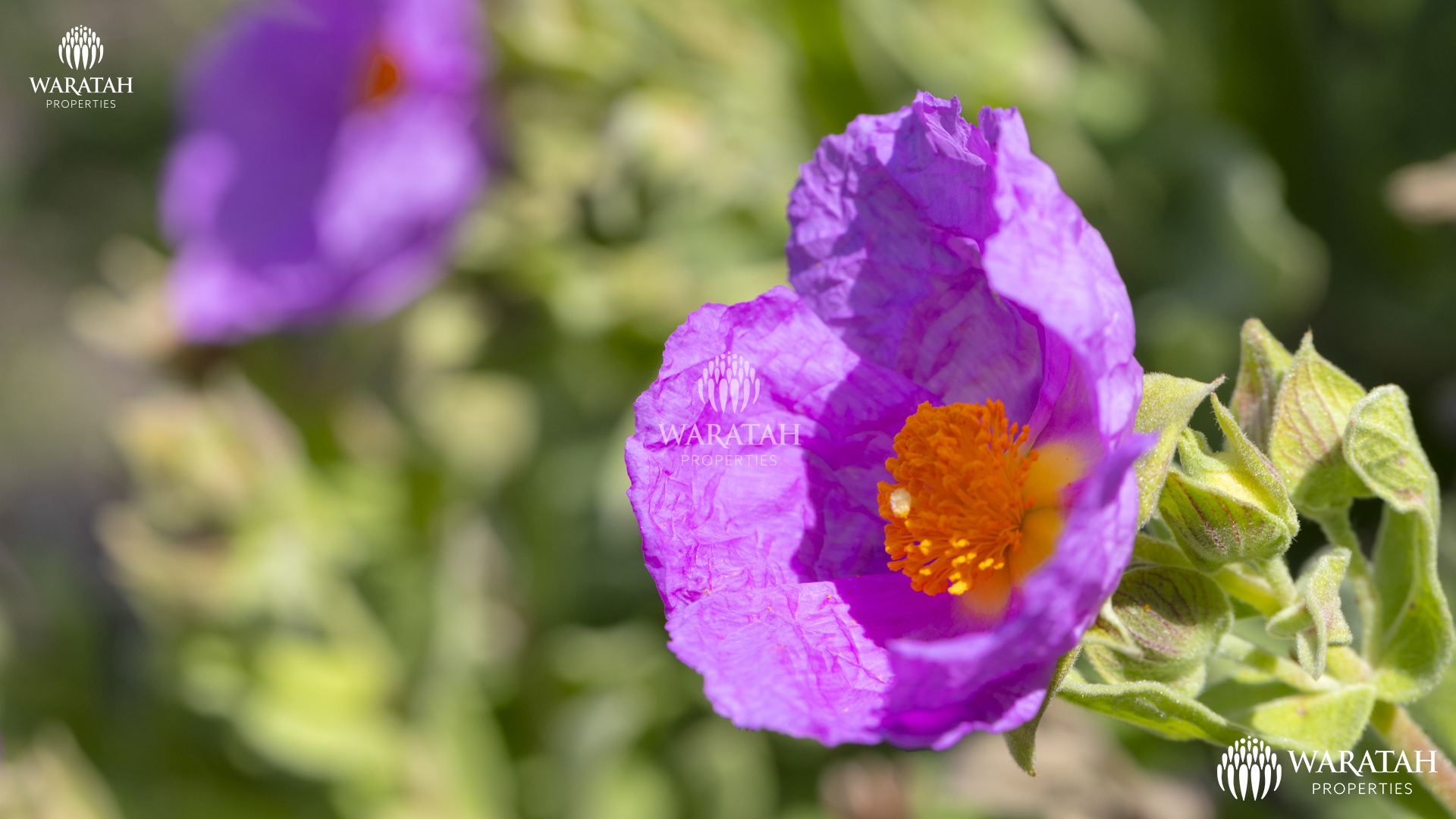 Plot Linaria WP (25 De 28)