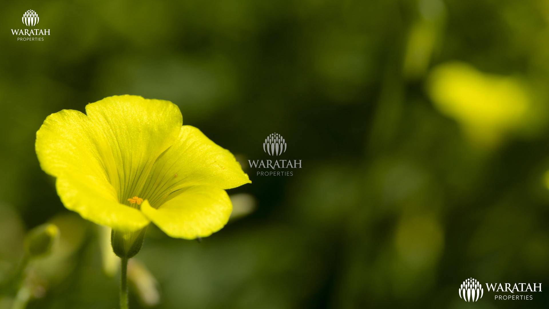 Plot Linaria WP (20 De 28)