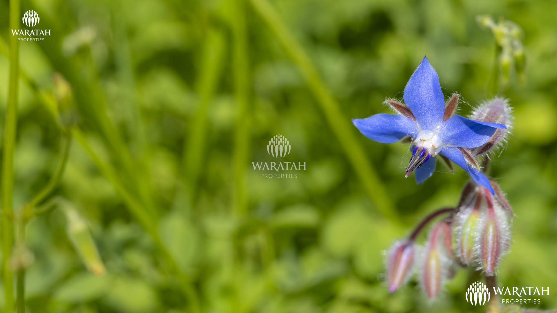 Plot Linaria WP (27 De 28)