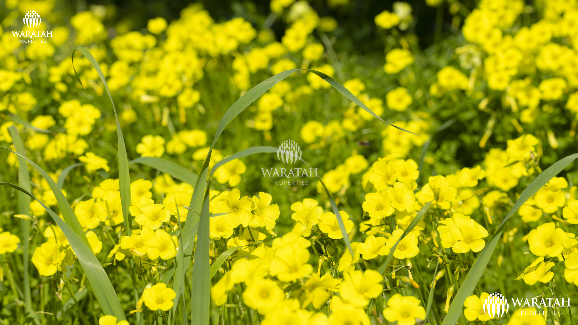 Plot Linaria WP (26 De 28)