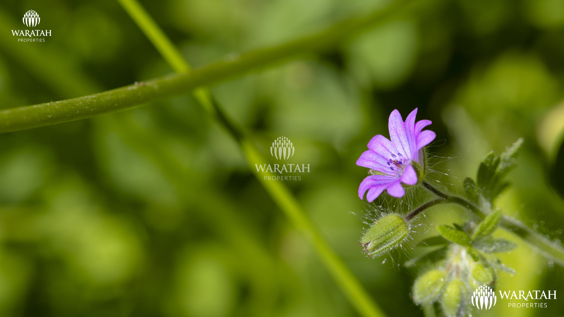 Plot Linaria WP (28 De 28)