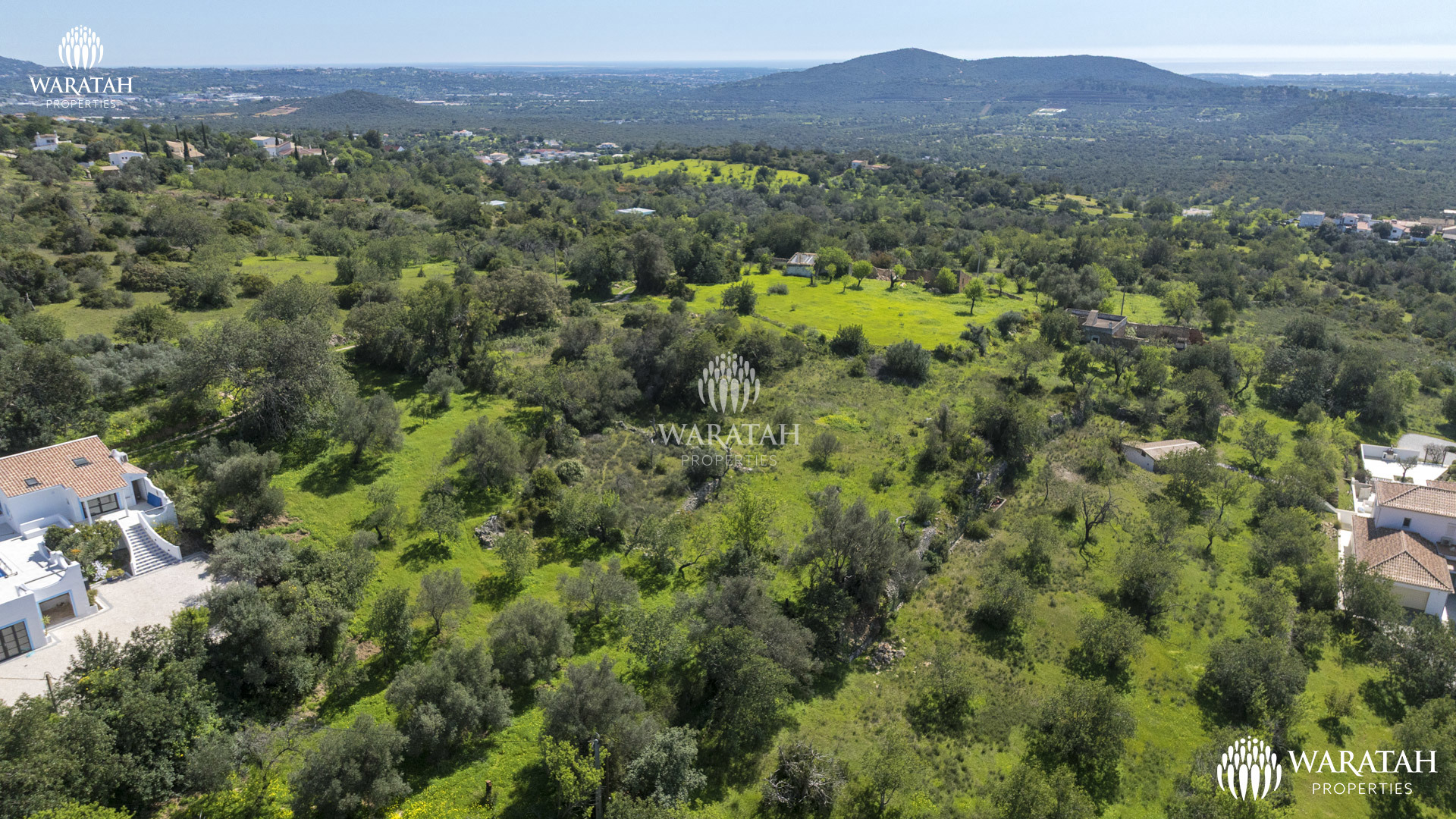 Plot Linaria WP (6 De 28)