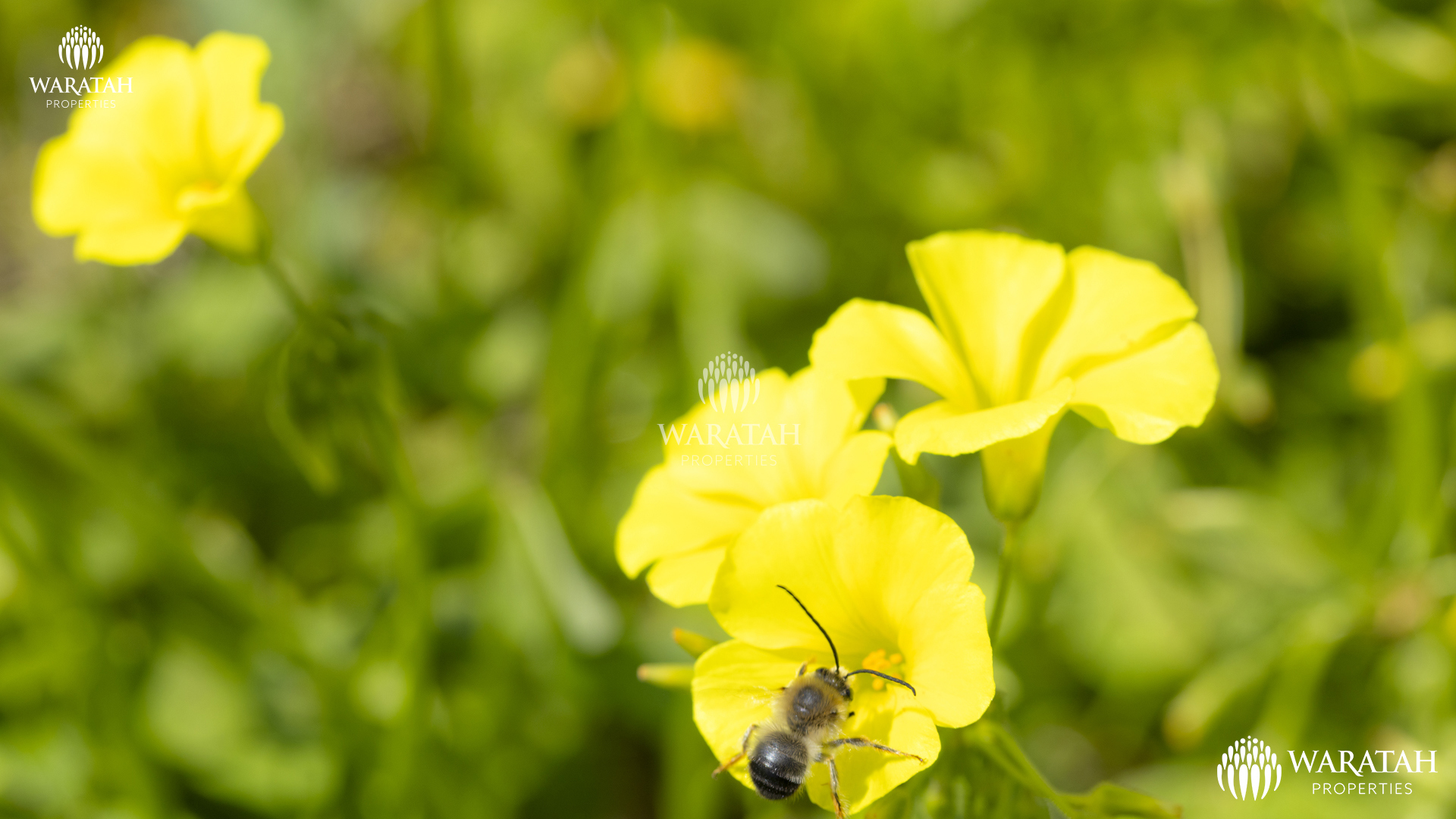 Plot Linaria WP (21 De 28)