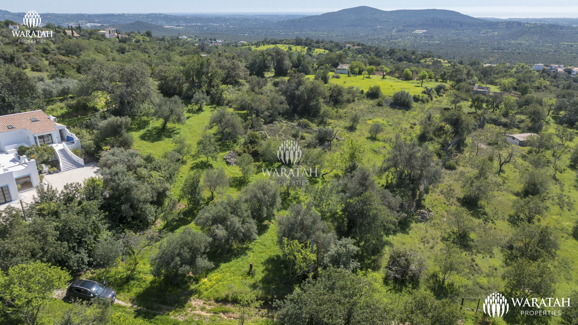 Plot Linaria WP (2 De 28)